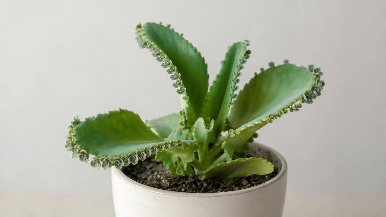 Vaso com planta aranto de folhas suculentas verdes e pequenas mudas nas bordas, em composição editorial limpa