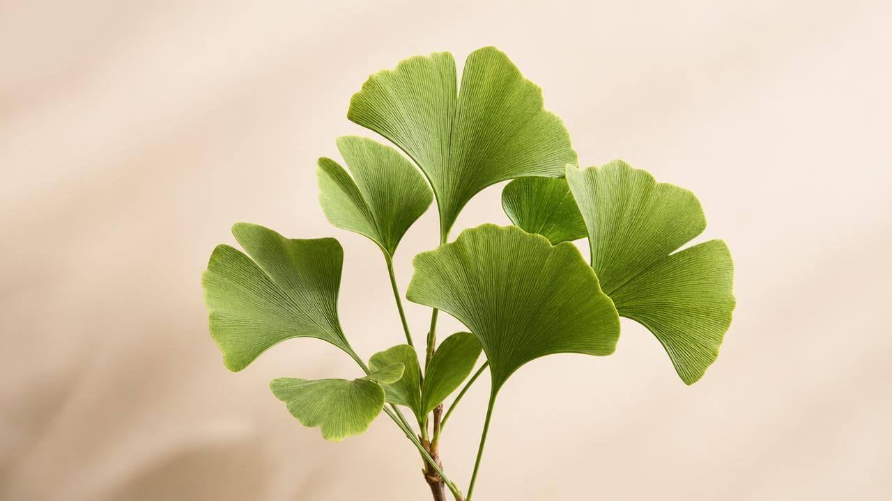 Folhas verdes de Ginkgo biloba sobre fundo claro, em composição editorial limpa