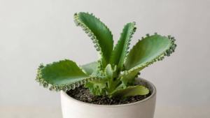 Vaso com planta aranto de folhas suculentas verdes e pequenas mudas nas bordas, em composição editorial limpa