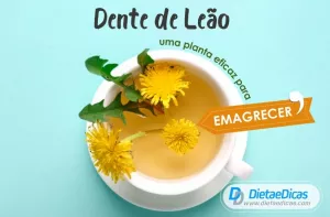 Dente-de-leão para emagrecer Ilustração de Dente-de-leão para emagrecer