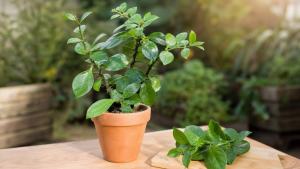 Ramo de ora-pro-nóbis com folhas verdes frescas em vaso de terracota, com aparência editorial limpa